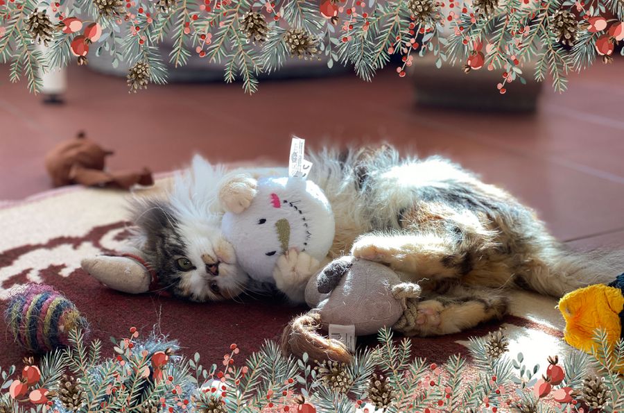 Kätzchen spielt mit einem gespendeten Wunschspielzeug