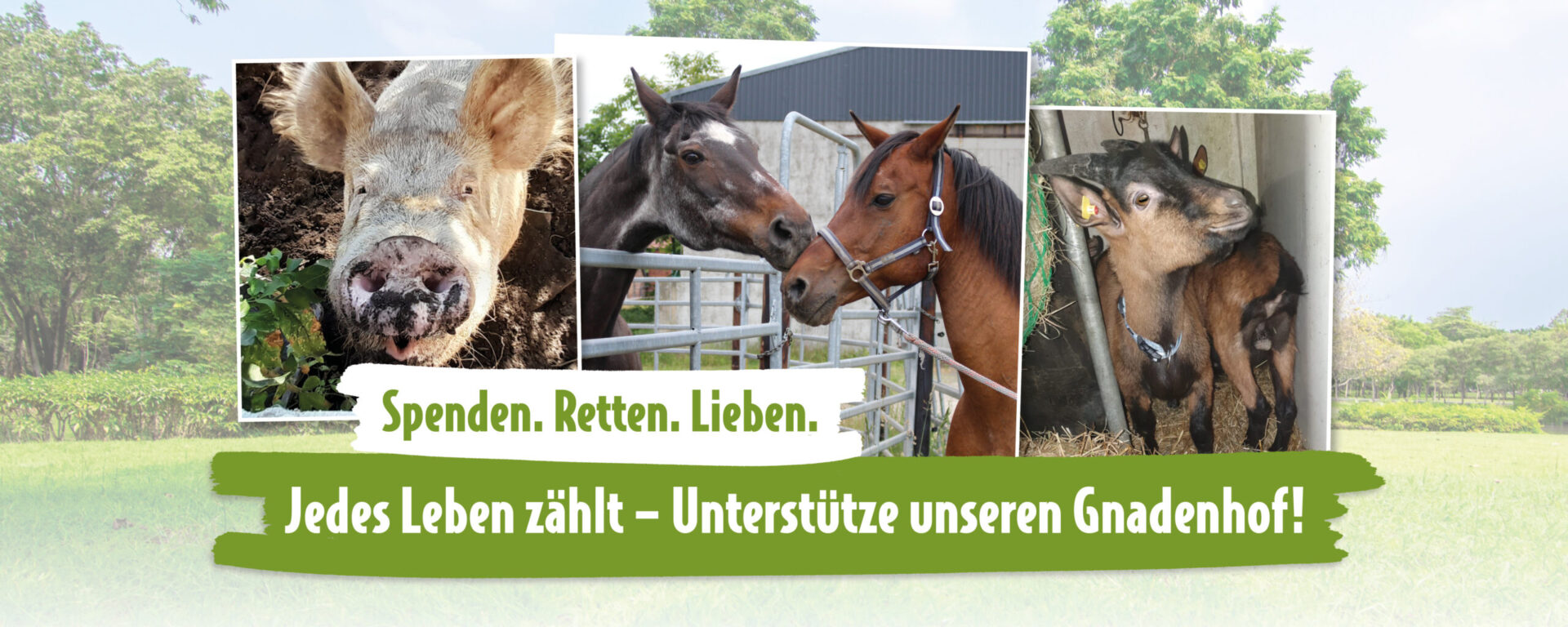 Drei gerettete Tiere auf dem Gnadenhof: ein Schwein im Stroh, zwei Pferde im Paddock und eine Ziege im Stall – darüber der Schriftzug „Spenden. Retten. Lieben.“