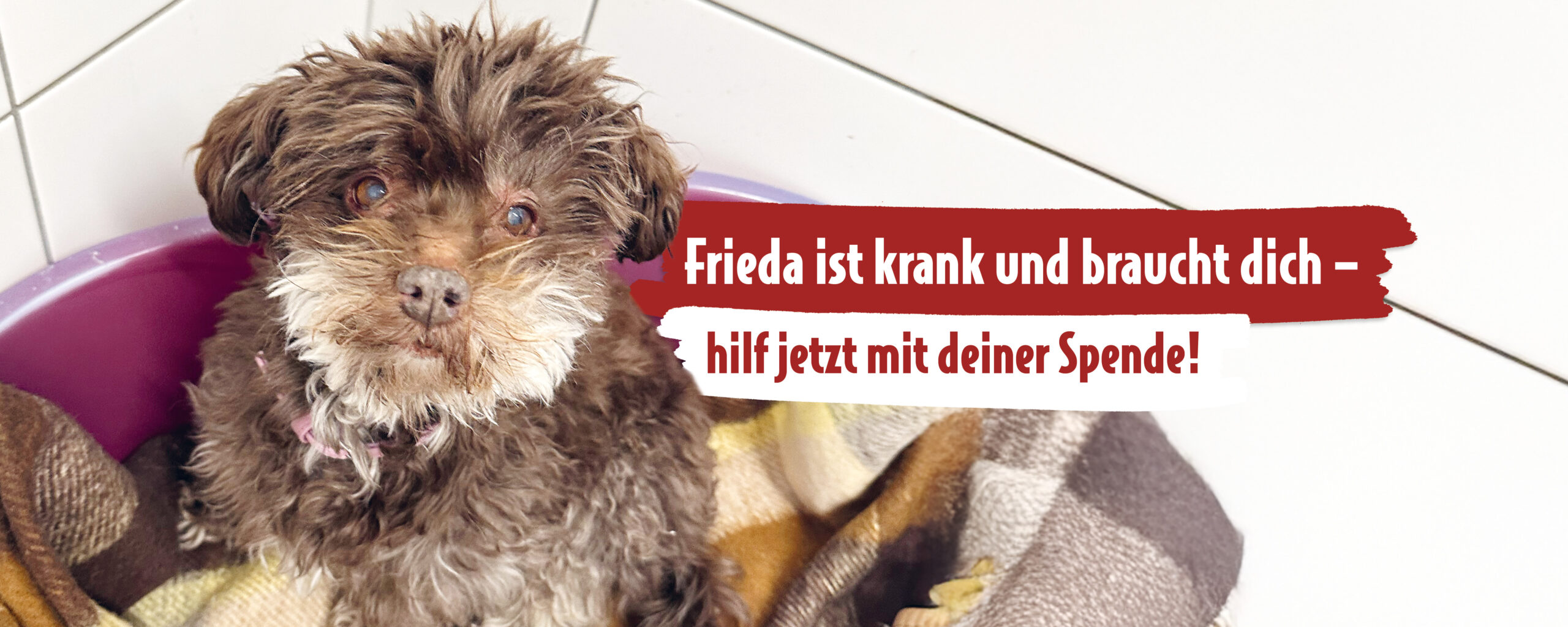 Kleiner Brauner Hund schaut in die Kamera. Text: Frieda ist krank und braucht dich - hilf jetzt mit deiner Spende!