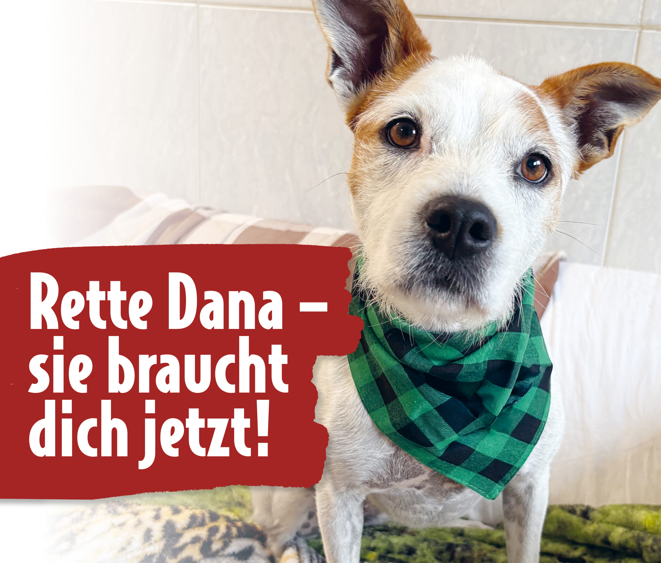 Terrier mit Schriftzug: Rette Dana, sie braucht dich jetzt!
