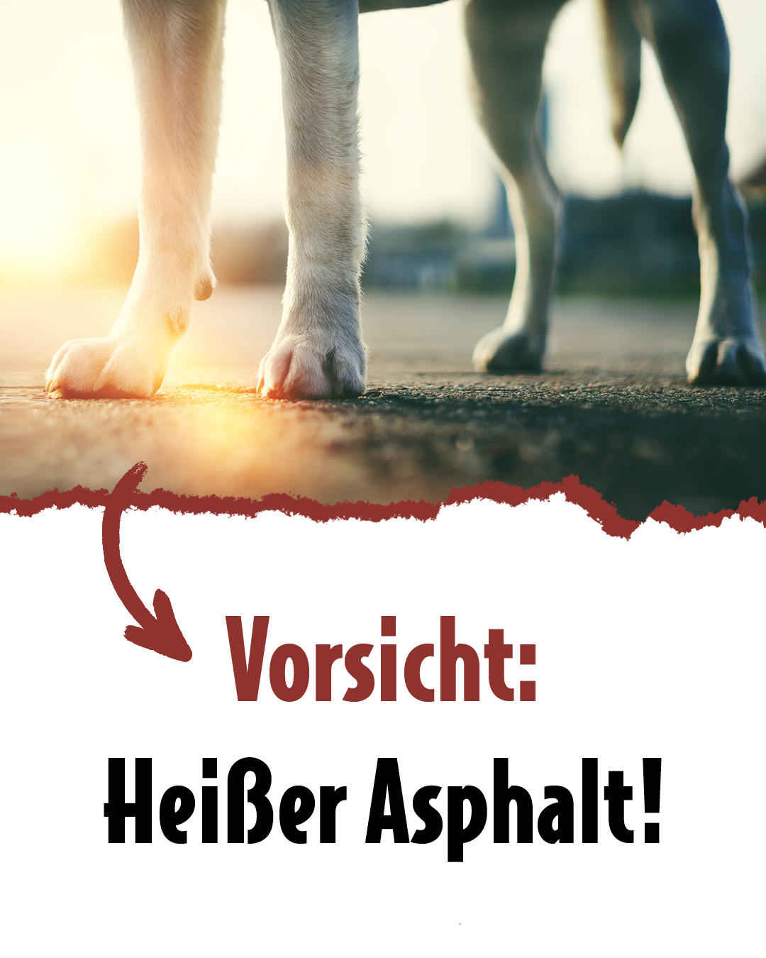 Hundepfoten auf StraßeText: Vorsicht: Heißer Asphalt!