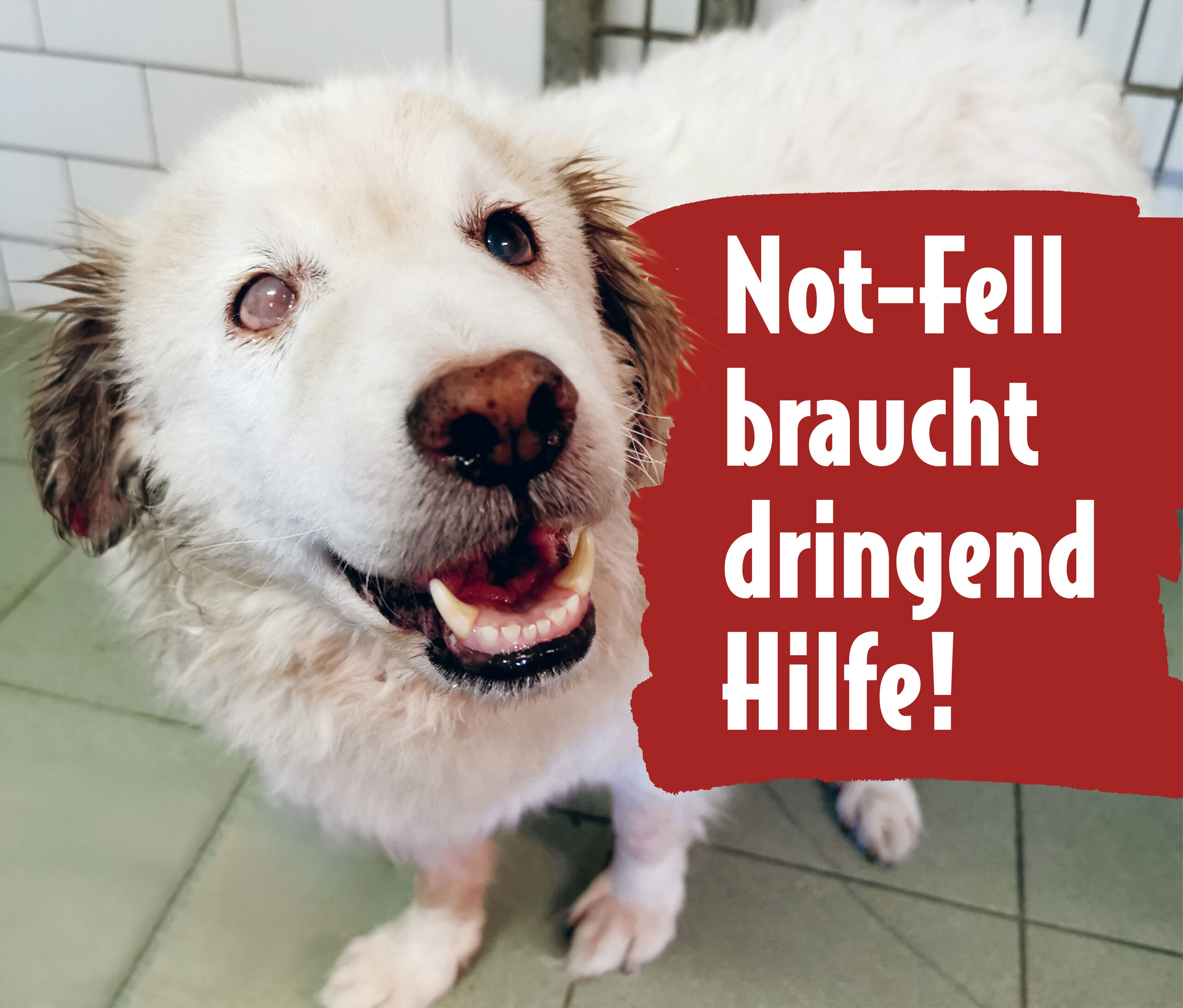 Weißer Hund guckt in die Kamera. Text: Not-Fell braucht dringend Hilfe!