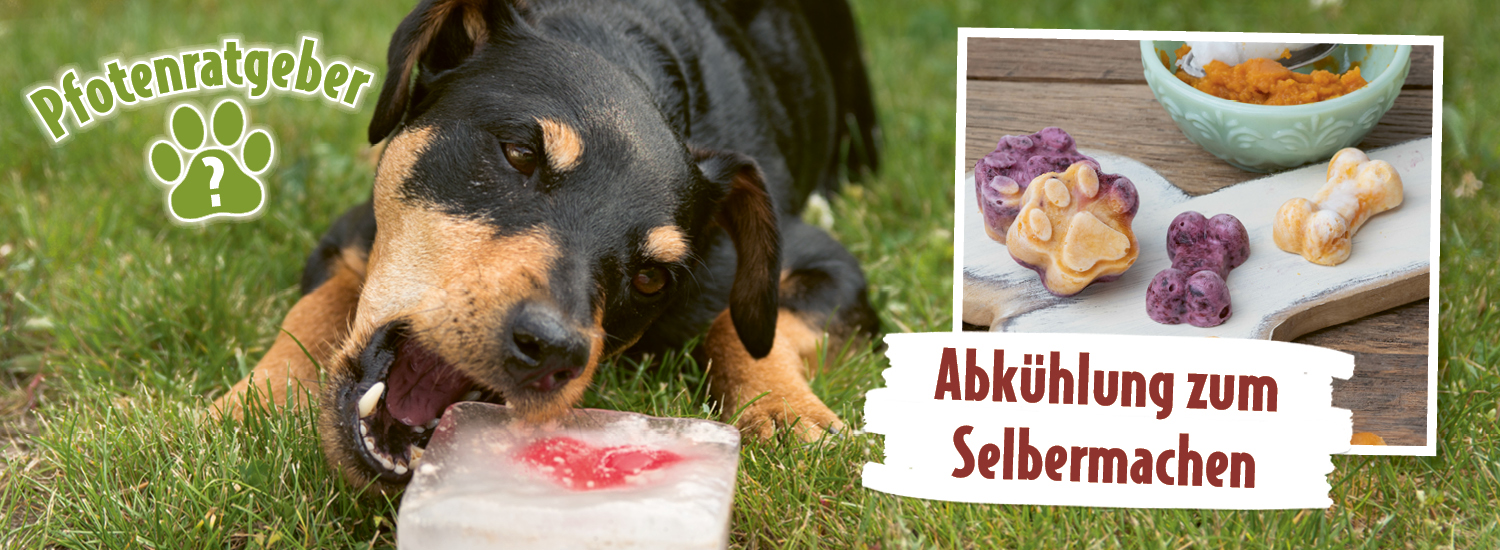 ATD_Banner_Landingpage_1500x550 Hund mit Hundeeis. Text: Abkühlung zum Selbermachen