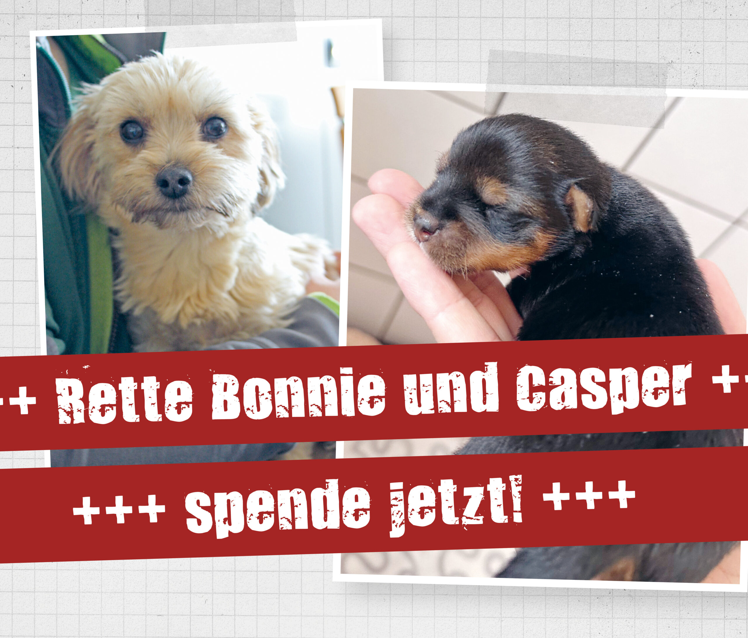 ATD_Website_Thumbnail_Casper