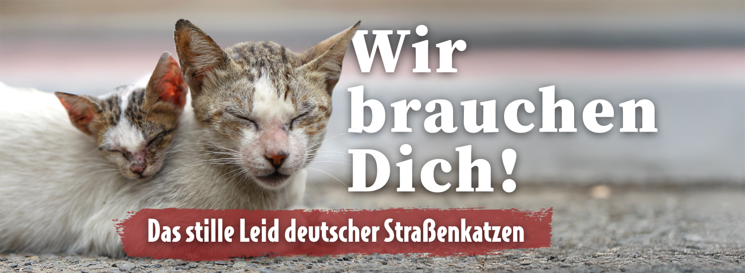 ATD_Straßenkatzen_IG_LP_Banner_1500x550