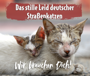 Straßenkatze mit nachwuchs in Deutschland - Dringend auf Hilfe angewiesen
