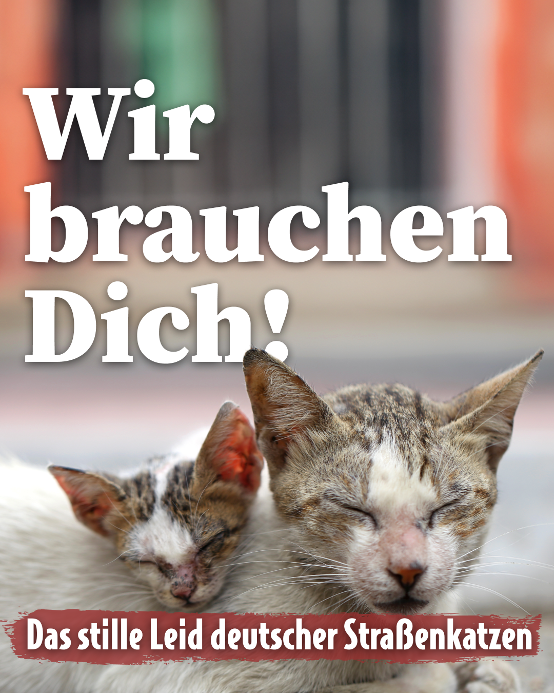 ATD_Streunerkatzen_Header_Mobile
