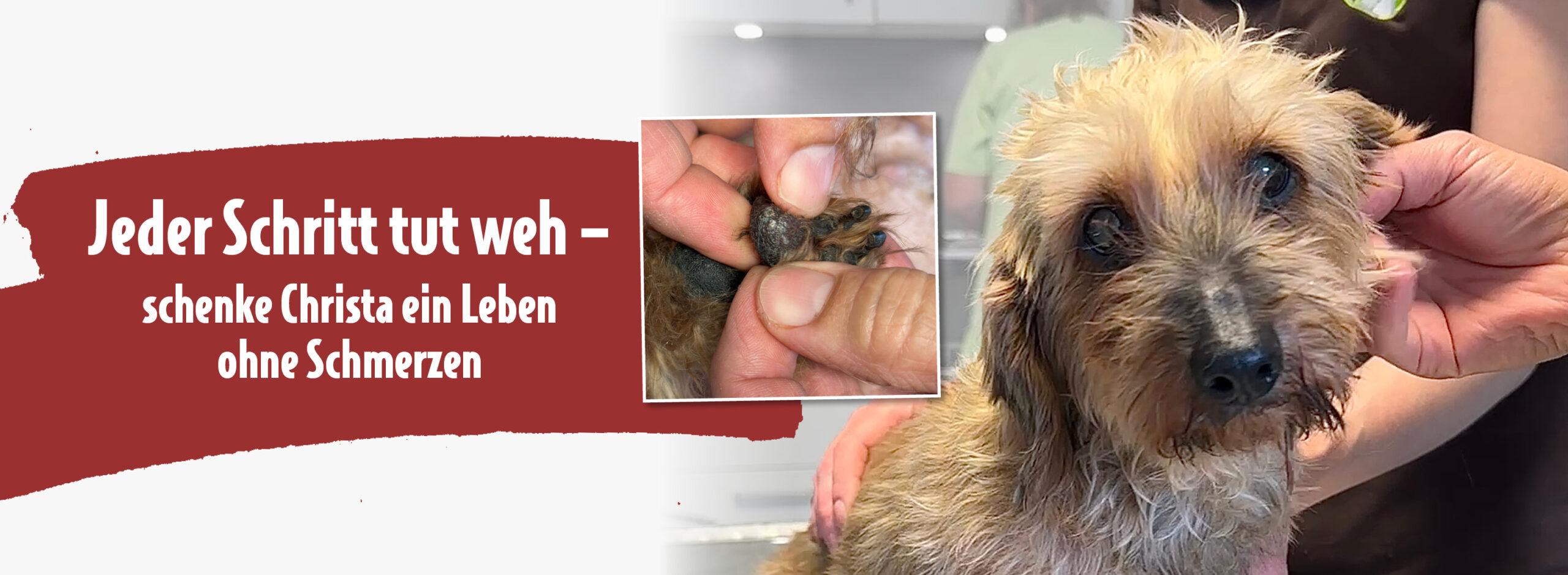 ATD_Christa_Website_Banner_1500x550 Kranke Rauhaardackel-Hündin Christa beim Tierarzt, leidet unter schmerzhaften Pfoten. Text im Bild: ‚Jeder Schritt tut weh – schenke Christa ein Leben ohne Schmerzen‘. Spendenaufruf für medizinische Hilfe.