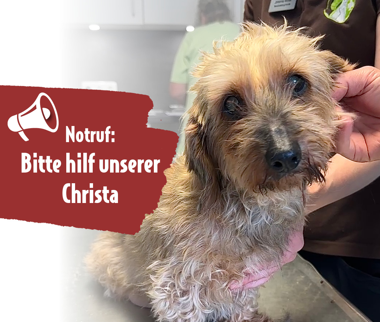 Kranke Rauhhaardackel-Hündin Christa sitzt geschwächt beim Tierarzt. In einer roten Textbox steht: ‚Notruf: Bitte hilf unserer Christa!‘.