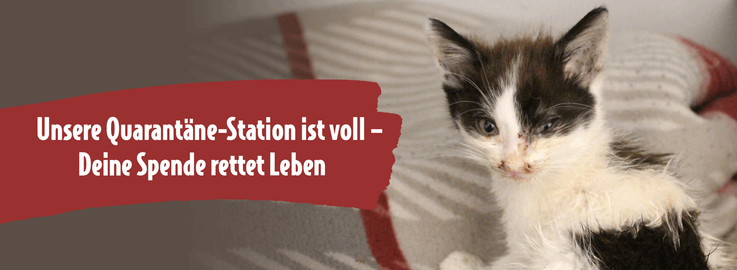 Schmutziges, krank wirkendes Katzenbaby blickt mit entzündeten Augen direkt in die Kamera; daneben steht der Text: „Unsere Quarantäne-Station ist voll – Deine Spende rettet Leben“.
