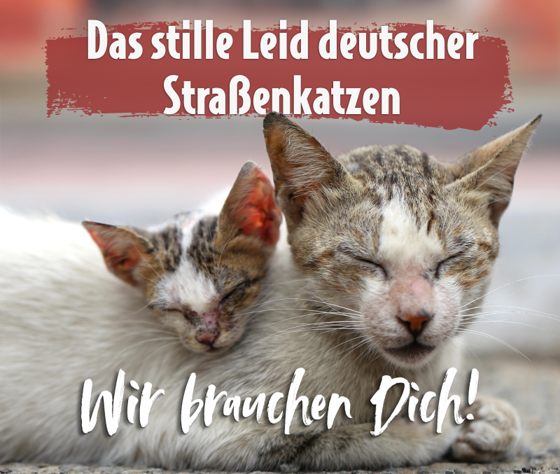 ATD_Streunerkatzen_2025_Thumbnail