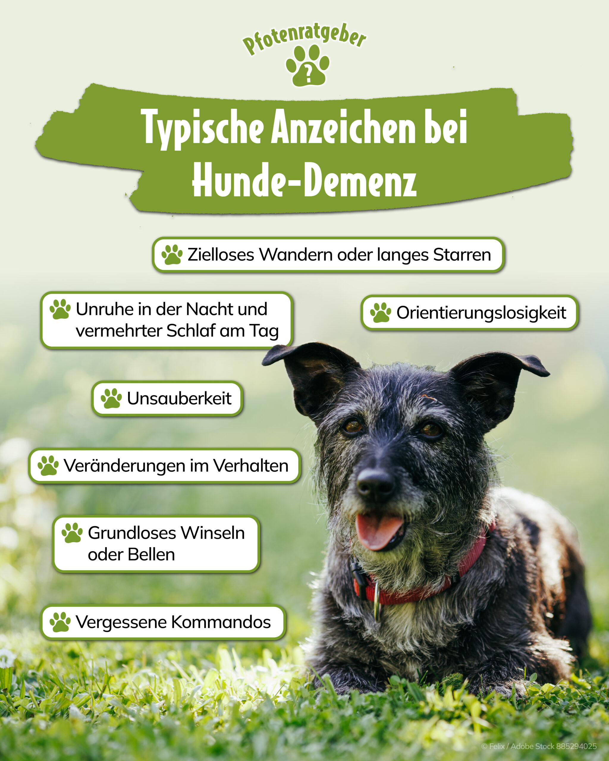 Typische Symptome von Demenz bei Hunden auf einen Blick – jetzt erkennen und handeln Infografik mit typischen Anzeichen für Hunde-Demenz: zielloses Wandern, langes Starren, Unruhe in der Nacht, Orientierungslosigkeit, Unsauberkeit, Verhaltensänderungen, Winseln, Bellen und vergessene Kommandos. Daneben liegt ein älterer Hund auf einer Wiese.