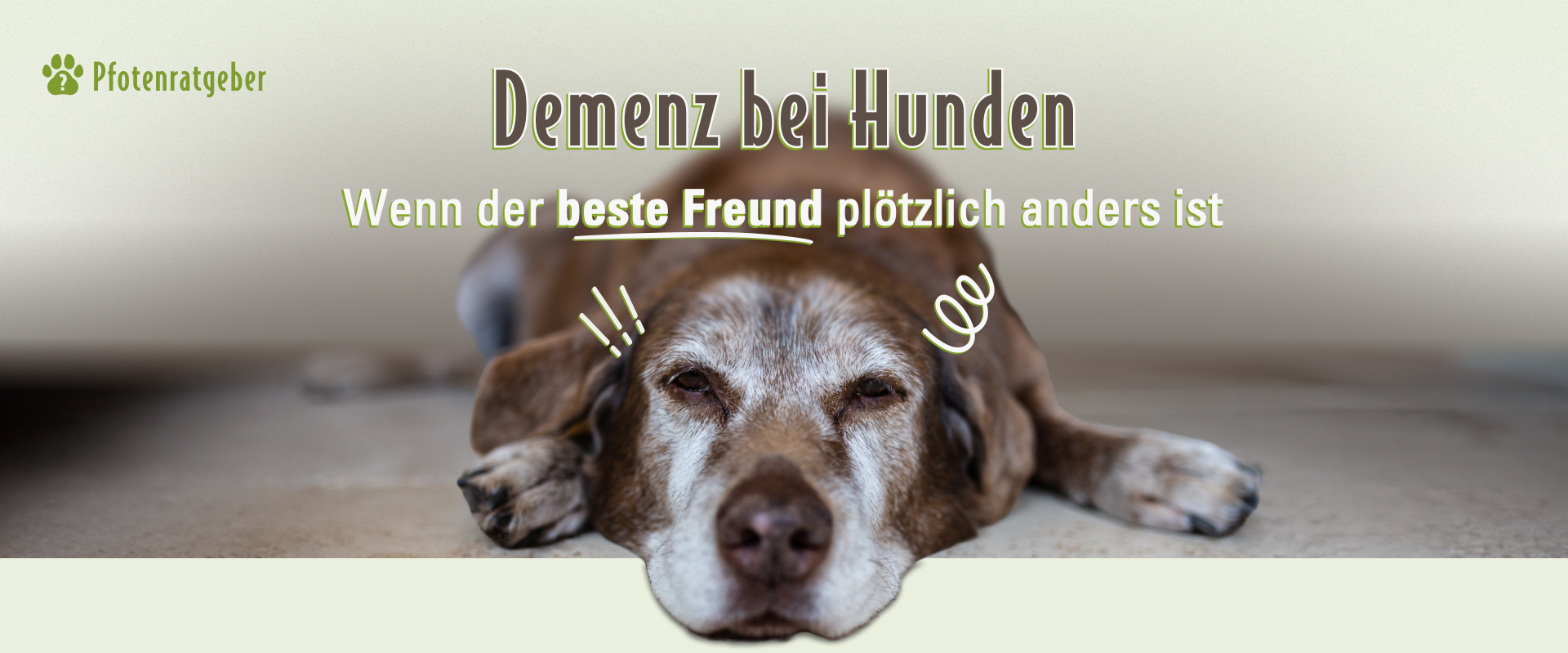 Demenz bei Hunden erkennen und verstehen – ein Ratgeber für Hundebesitzer Alter Hund liegt erschöpft auf dem Boden und blickt schläfrig in die Kamera. Darüber steht der Schriftzug „Demenz bei Hunden – Wenn der beste Freund plötzlich anders ist