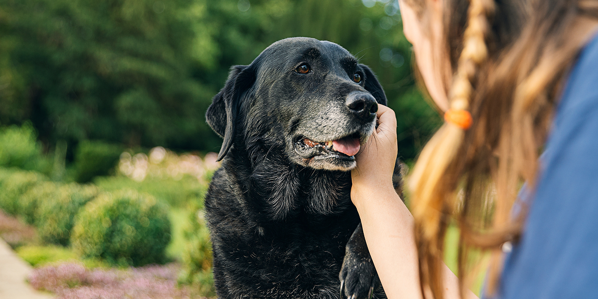 Demenz beim Hund erkennen – liebevolle Begleitung im Alter Älterer schwarzer Hund wird im Garten liebevoll von einer Frau gestreichelt. Der Hund blickt aufmerksam, die Szene zeigt Vertrauen und Nähe – auch bei Demenz.