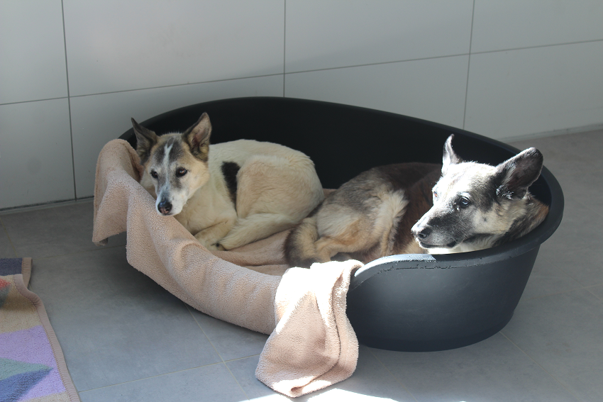 Die demenzkranke Hündin Lotte liegt gemeinsam mit ihrem treuen Gefährten Baden in einem Hundebett im Tierheim. Beide Hunde ruhen eng beieinander in der Sonne.