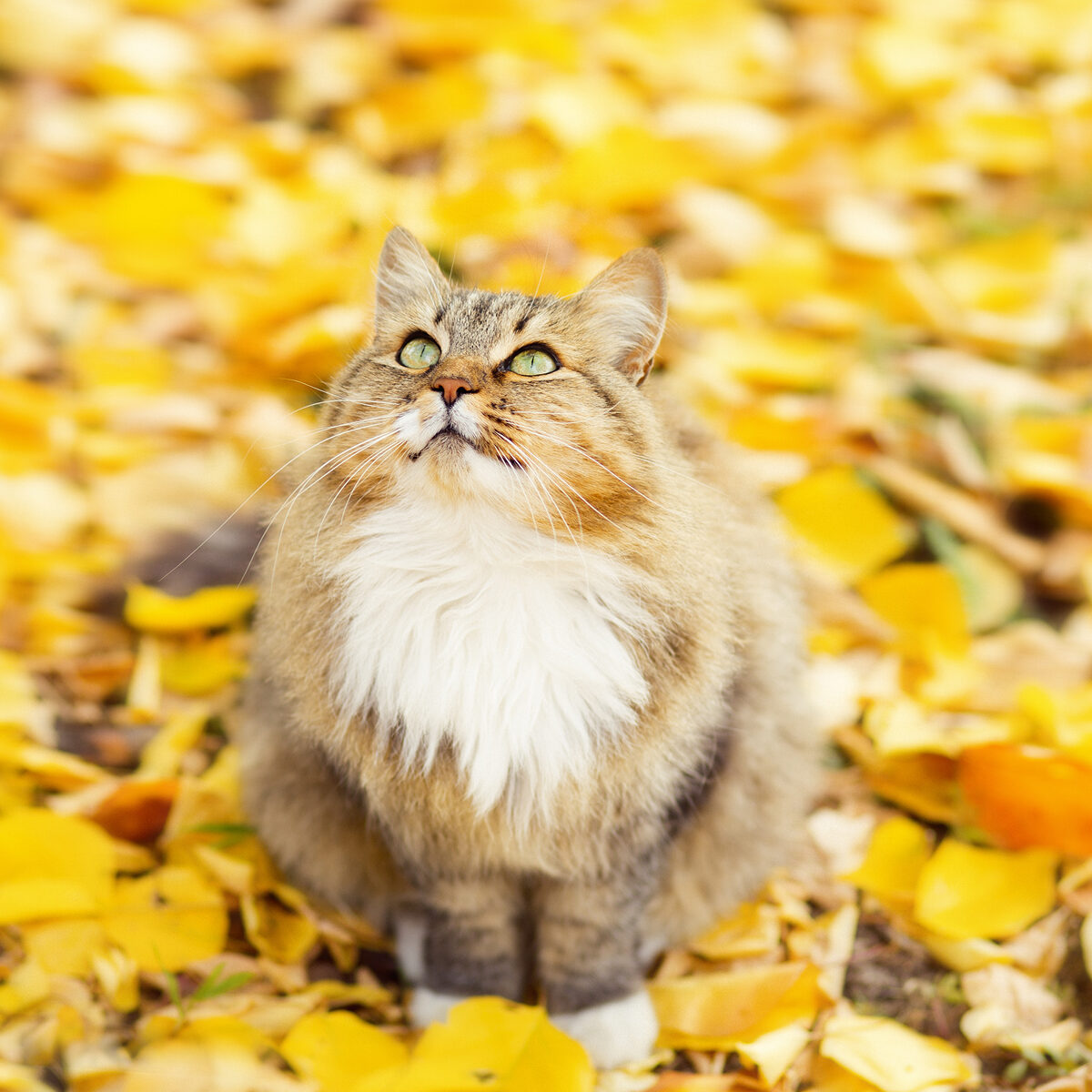 Katze im Herbstlaub – Symbol für Freiheit und Lebensfreude Langhaarige Katze mit weißer Brust sitzt im bunten Herbstlaub und blickt neugierig nach oben – Symbol für die neue Freiheit im geplanten Katzenhaus in Ahlum.