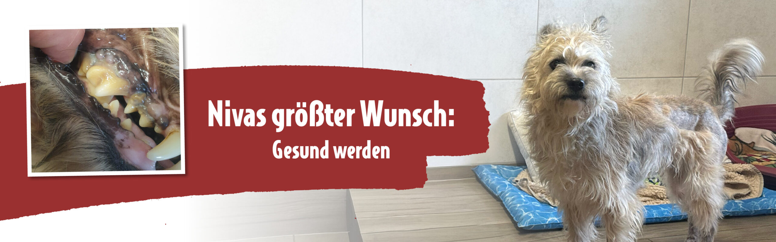 Niva leidet an schweren Entzündungen – hilf ihr mit deiner Spende Die schwerkranke Hündin Niva steht mit struppigem Fell im Tierheim, neben ihr ein Bild ihres entzündeten Zahnfleisches – sie braucht dringend medizinische Hilfe.