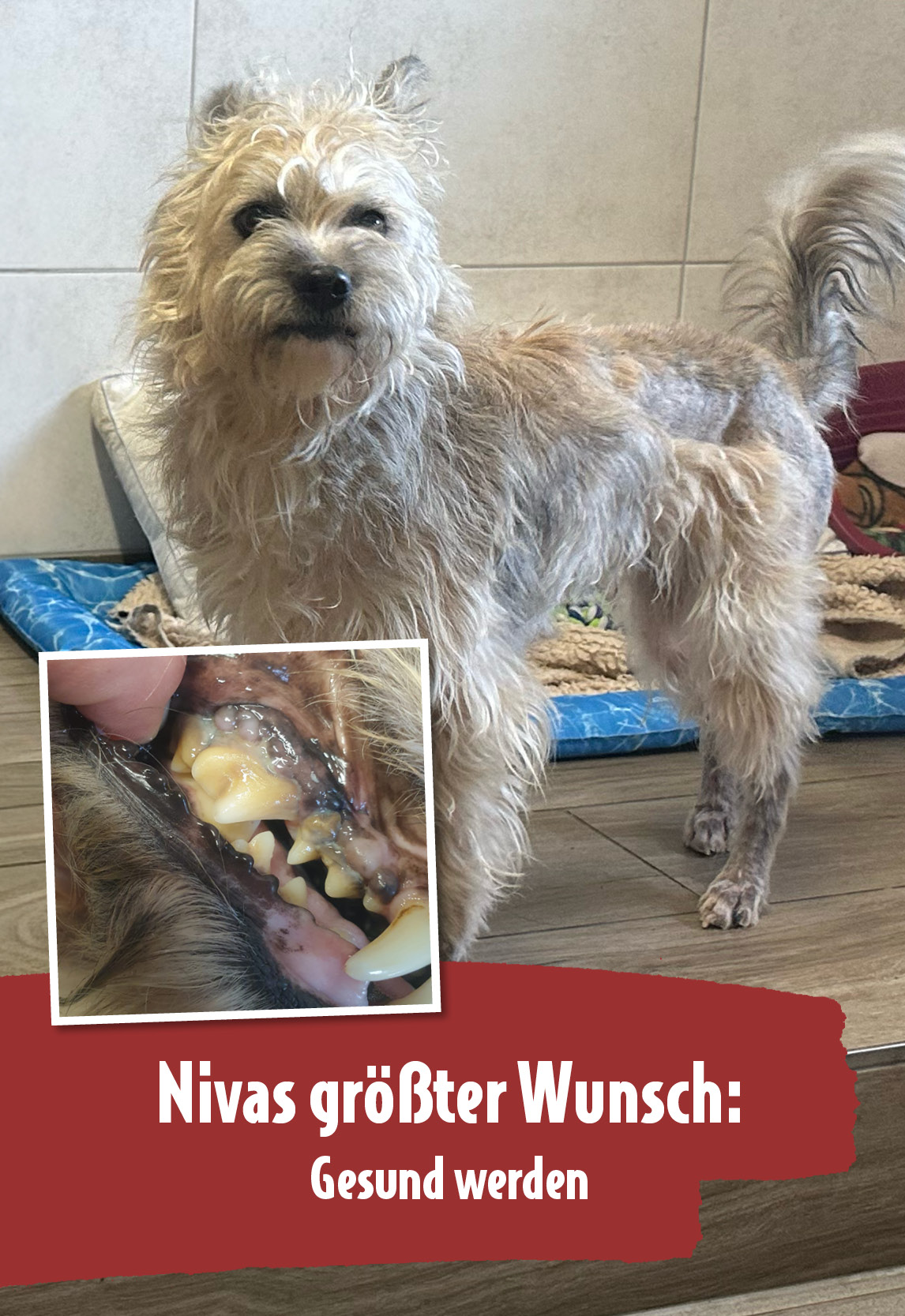 Niva leidet an schweren Entzündungen – hilf ihr mit deiner Spende Die schwerkranke Hündin Niva steht mit struppigem Fell im Tierheim, neben ihr ein Bild ihres entzündeten Zahnfleisches – sie braucht dringend medizinische Hilfe.