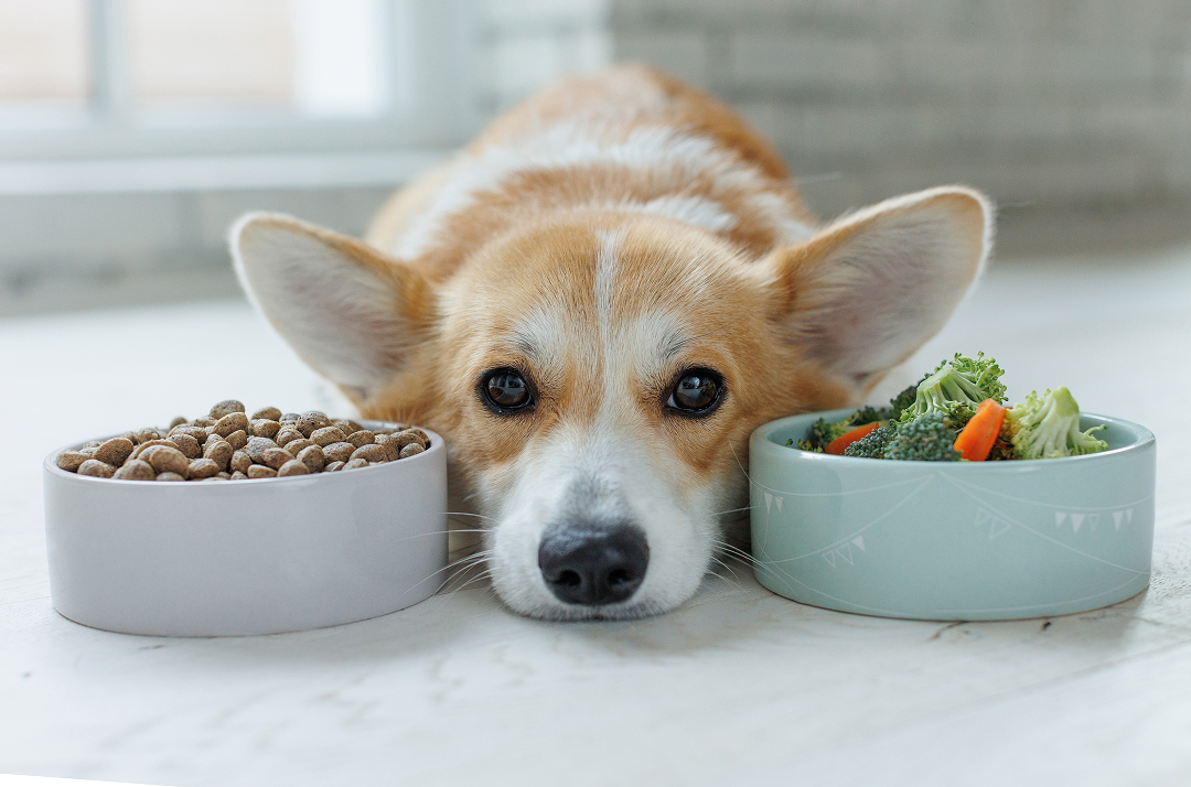 Hund liegt zwischen zwei Näpfen mit Trockenfutter und gekochtem Gemüse – Symbolbild für gesunde Schonkost bei empfindlichem Magen