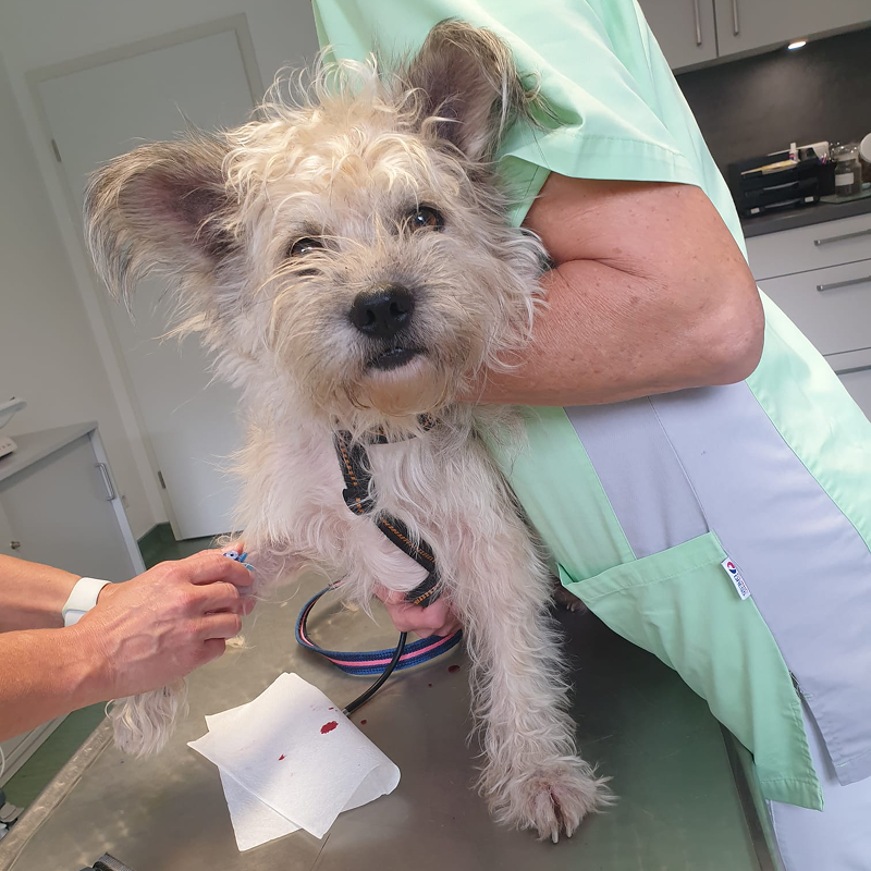 Tierärztliche Behandlung von Niva Die kleine Hündin Niva wird beim Tierarzt medizinisch versorgt – Blutabnahme zur weiteren Diagnostik ihrer gesundheitlichen Probleme.