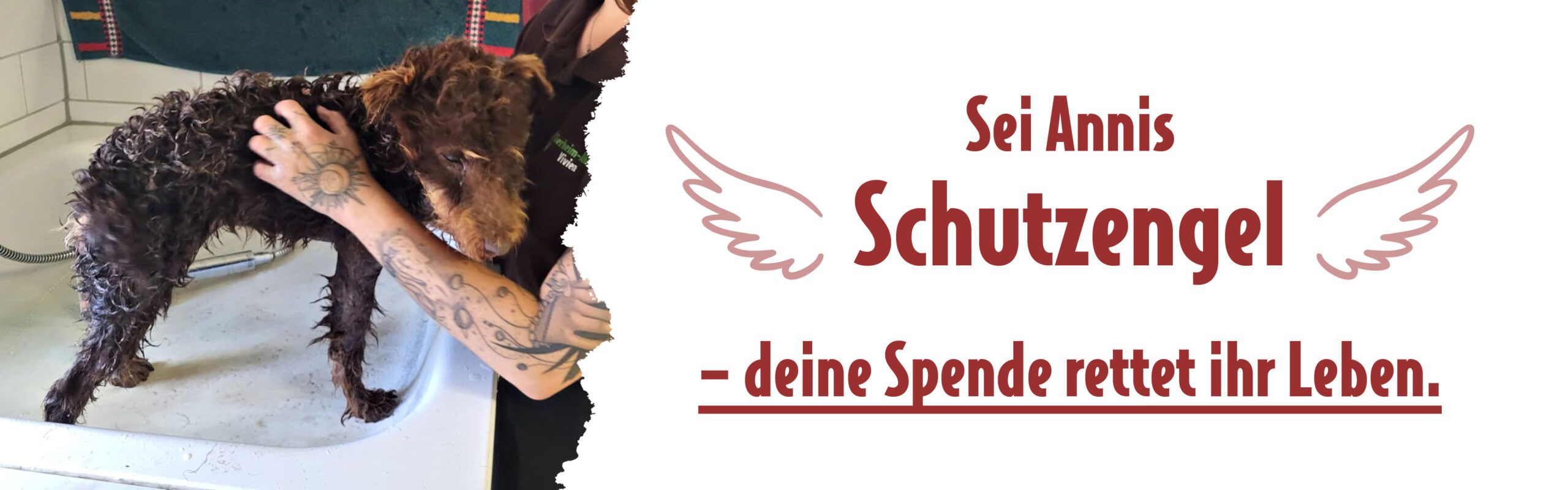 Spendenaufruf für Hündin Anni mit emotionalem Kampagnenmotiv Hündin Anni wird liebevoll gebadet – daneben der Schriftzug „Sei Annis Schutzengel – deine Spende rettet ihr Leben“