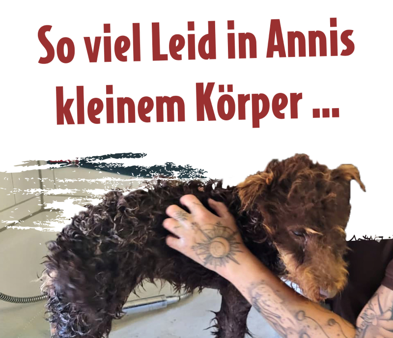 Die kleine Hündin Anni wird vorsichtig gebadet – dazu der Schriftzug „So viel Leid in Annis kleinem Körper …“