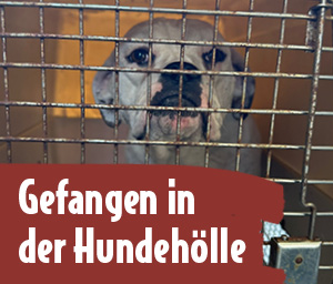 Text: Gefangen in der Hundehölle Bild: Hund hinter Gittern