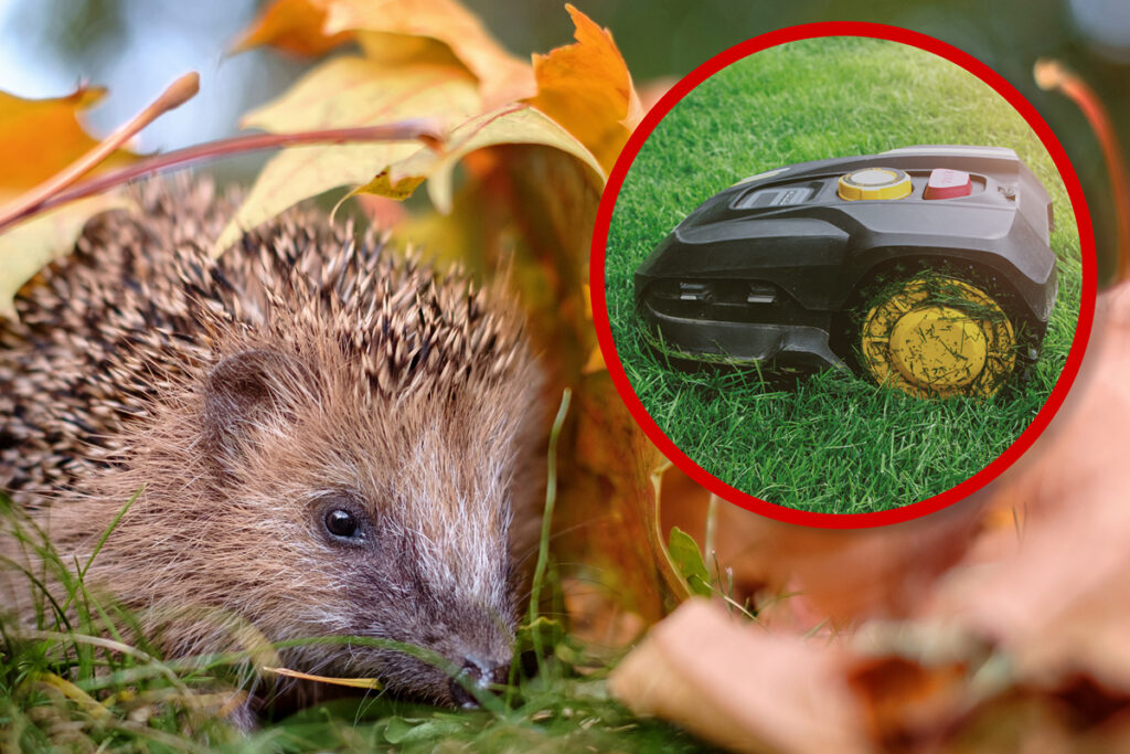 Gefahr für Igel durch Mähroboter – Igel im Laub neben Rasenroboter