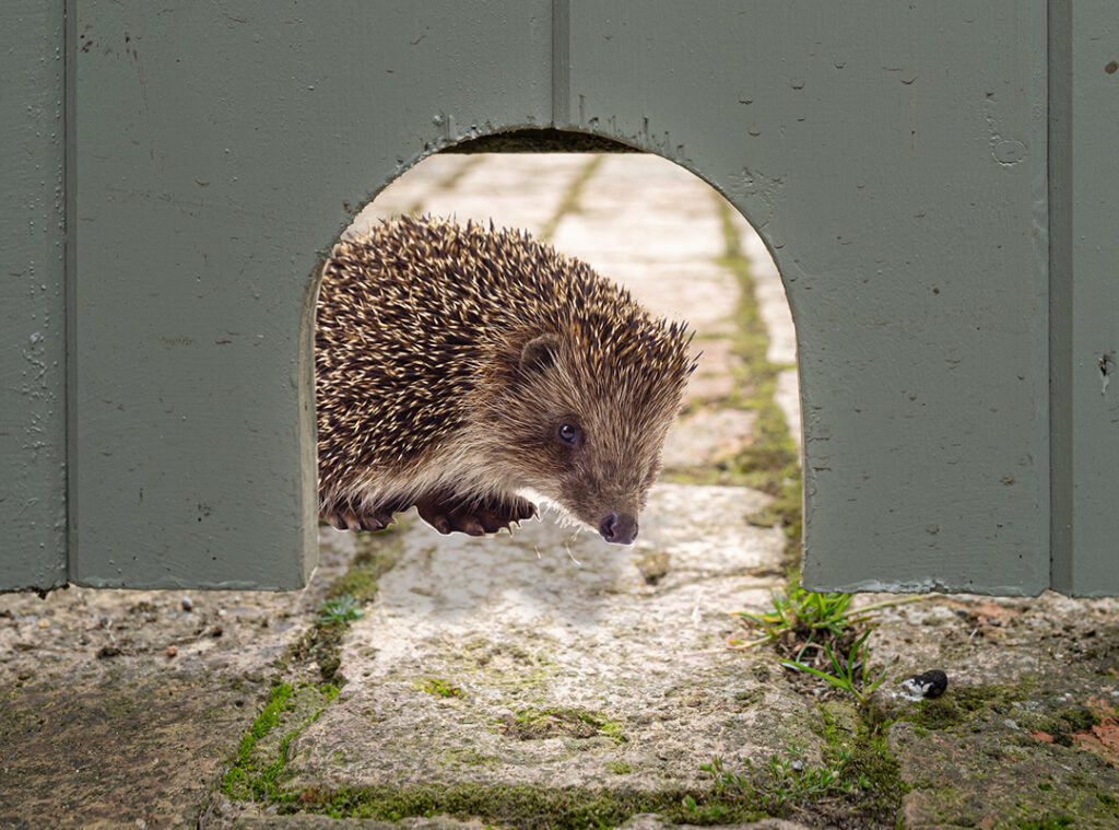 Igel nutzt Schlupfloch im Gartenzaun – sichere Wege im igelfreundlichen Garten