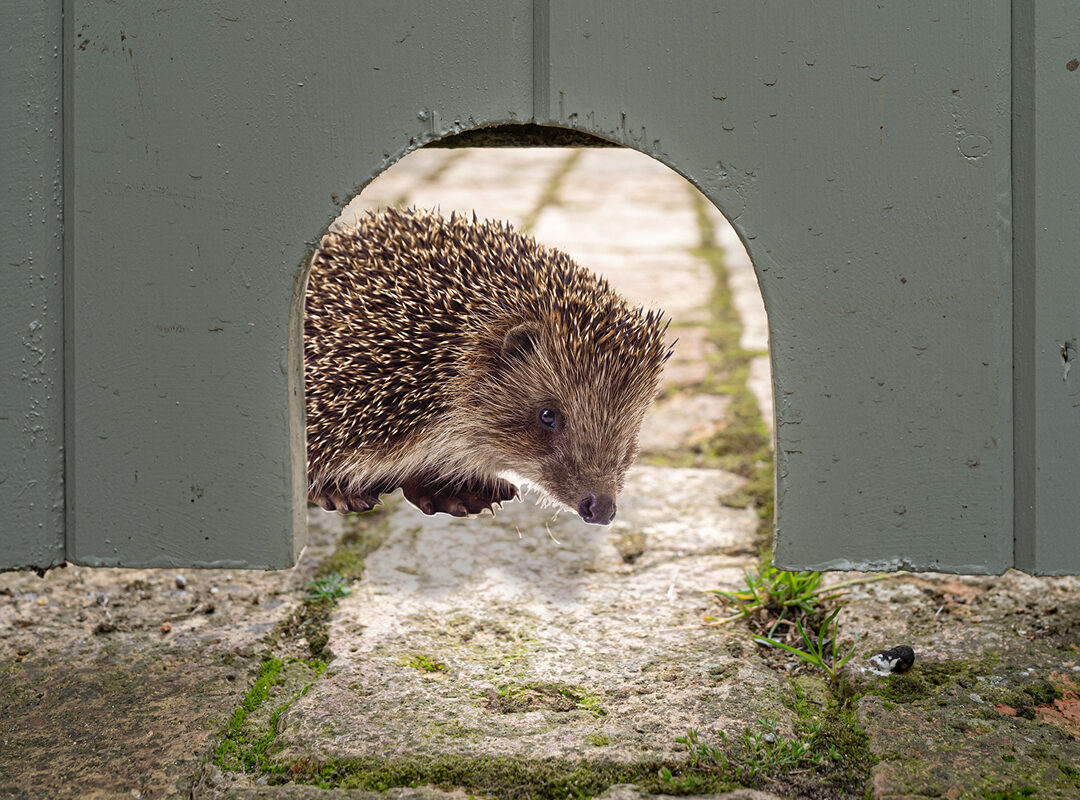 Schlupfloch im Zaun: So hilfst du Igeln beim Wandern durch den Garten Igel nutzt Schlupfloch im Gartenzaun – sichere Wege im igelfreundlichen Garten