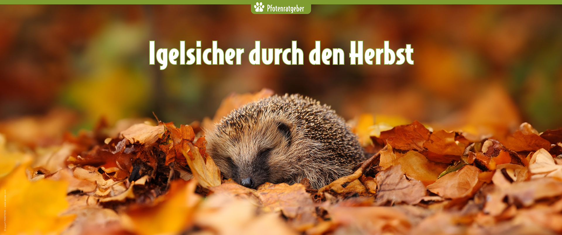 Igel sicher durch den Herbst bringen – Tipps vom Pfotenratgeber Ein Igel liegt schlafend im herbstlichen Laub – Herbsthilfe für Wildtiere