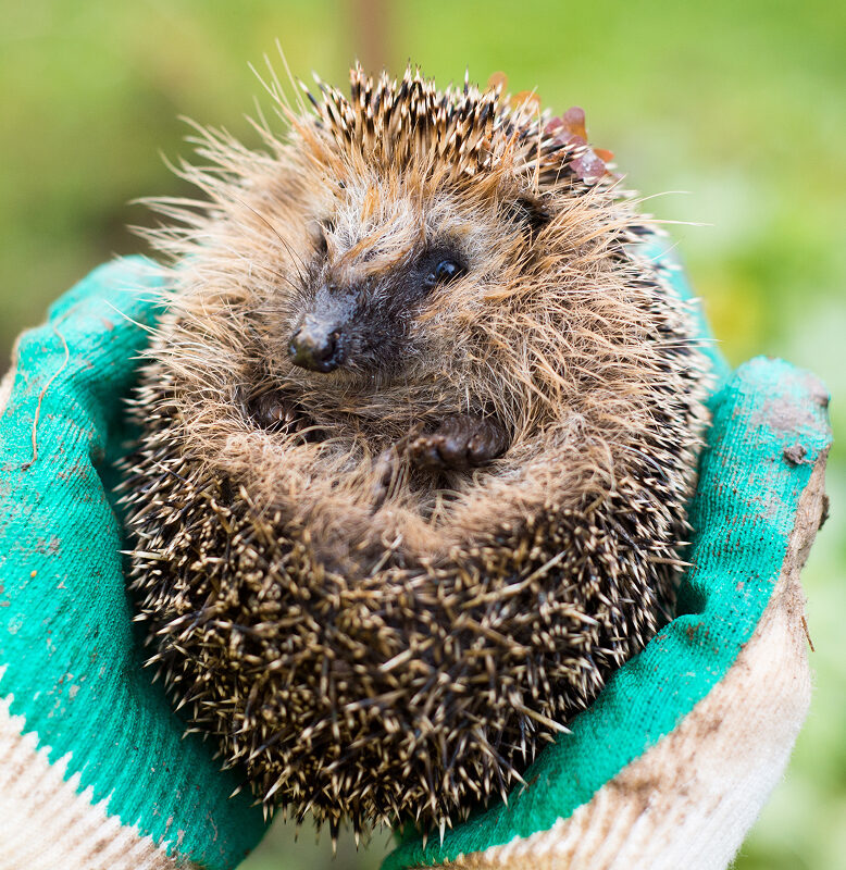 Junger Igel wird mit Gartenhandschuhen vorsichtig gehalten – Hilfe für Igel im Herbst