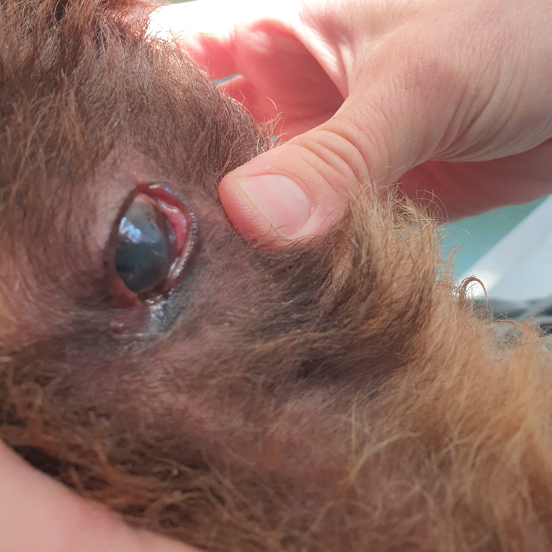 Entzündung und Trübung des Auges bei Hündin Anni Nahaufnahme von Annis entzündetem Auge beim Tierarzt