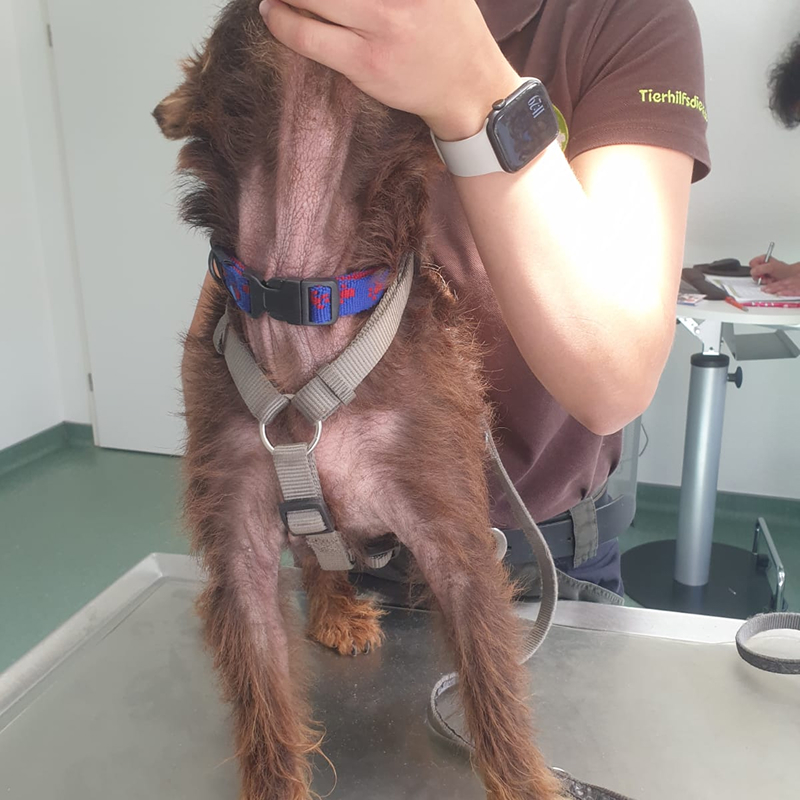 Sichtbare Hautprobleme bei Hündin Anni durch schwere Entzündung Tierärztliche Untersuchung von Annis entzündeter und kahler Haut