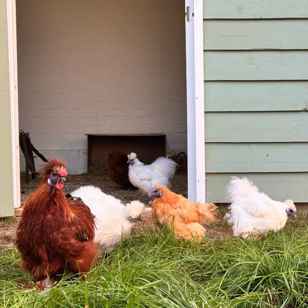 Seidenhühner vor ihrem Stall auf dem Gnadenhof – artgerechte Haltung mit Auslauf und Schutz