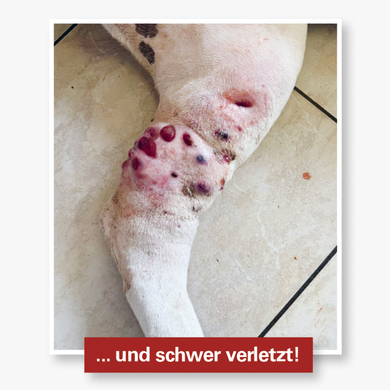 Stark entzündete und blutig verletzte Vorderbeine eines Hundes auf einem Fliesenboden