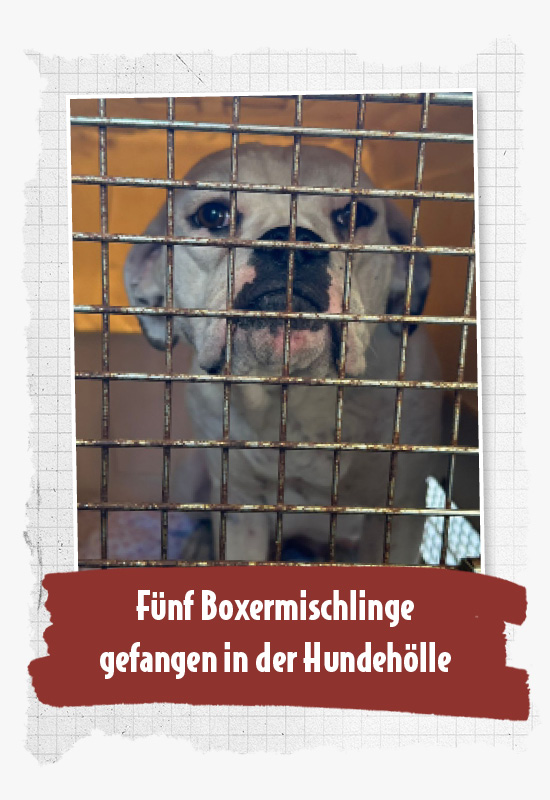 ATD_Boxer_Landingpage_Mobile_550x800 F7F7F7