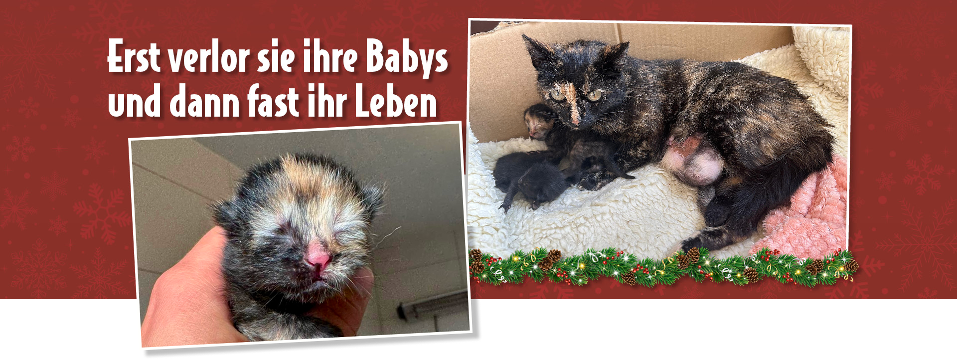 Katze Hedwig mit ihren Jungen in einem Karton neben einer Nahaufnahme der neugeborenen Babykatze Zuma