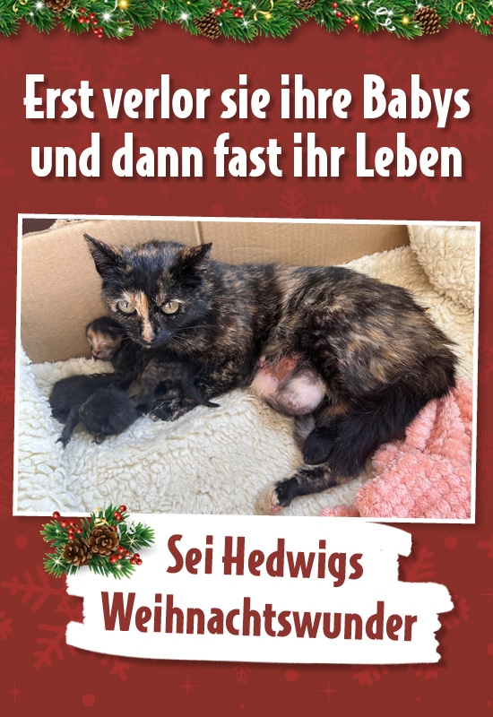 Hedwig mit ihren neugeborenen Katzenbabys in einer Kiste – Text: „Erst verlor sie ihre Babys und dann fast ihr Leben – Sei Hedwigs Weihnachtswunder“