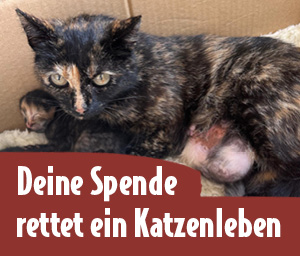 Abgemagerte Katzenmutter Hedwig liegt mit ihren Babys in einer Kiste – Text: „Deine Spende rettet ein Katzenleben“