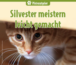 ängstliche Katze blickt unter Möbel hervor – Silvesterstress bei Tieren