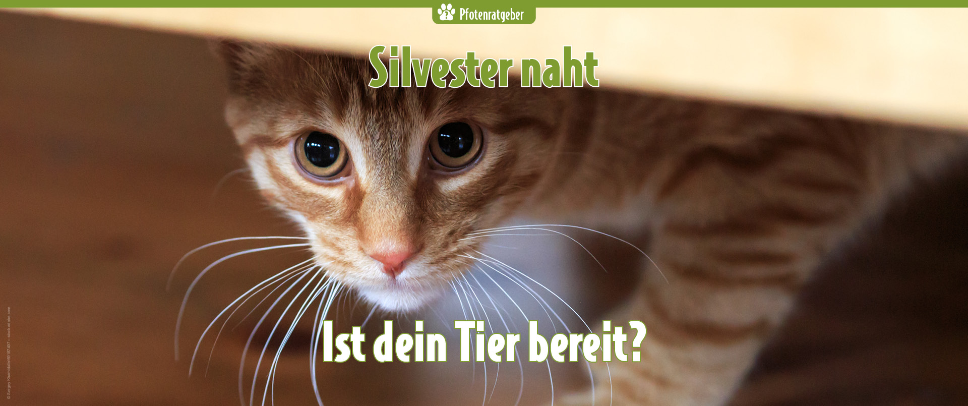 Katze kauert ängstlich unter Möbelstück – Silvester naht