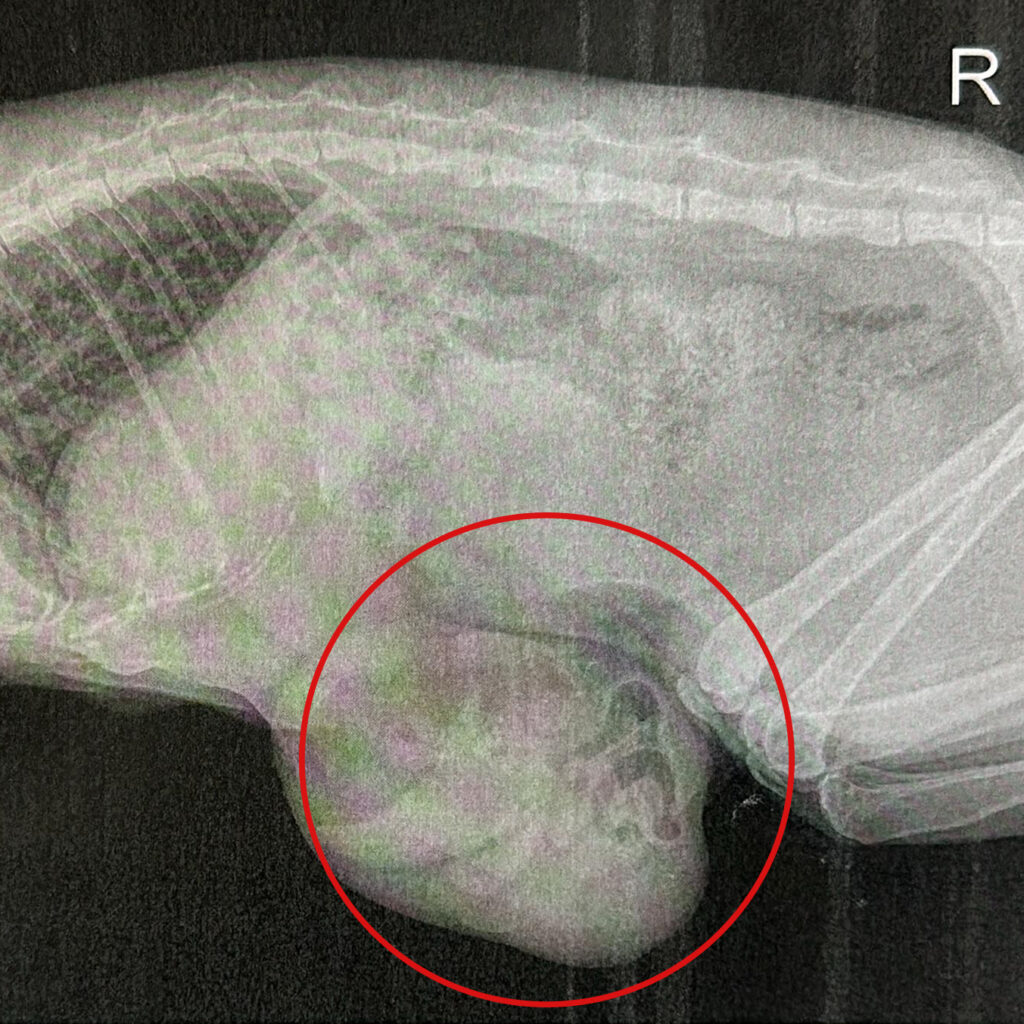 Röntgenaufnahme von Katze Hedwig mit deutlich sichtbarem Bauchdeckenbruch und eingeklemmten Darmschlingen