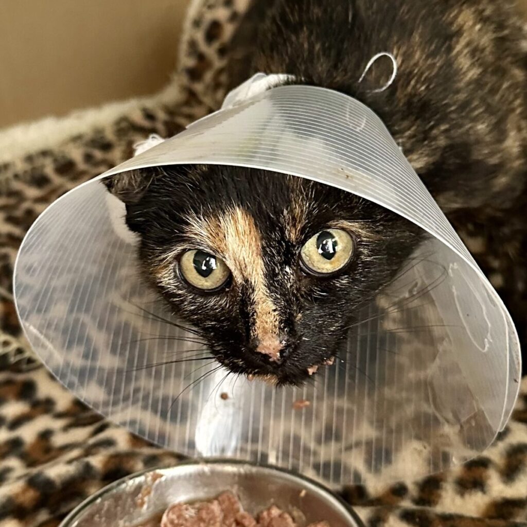 Katze Hedwig mit Halskragen beim Fressen im Krankenlager auf Leopardenmuster-Decke