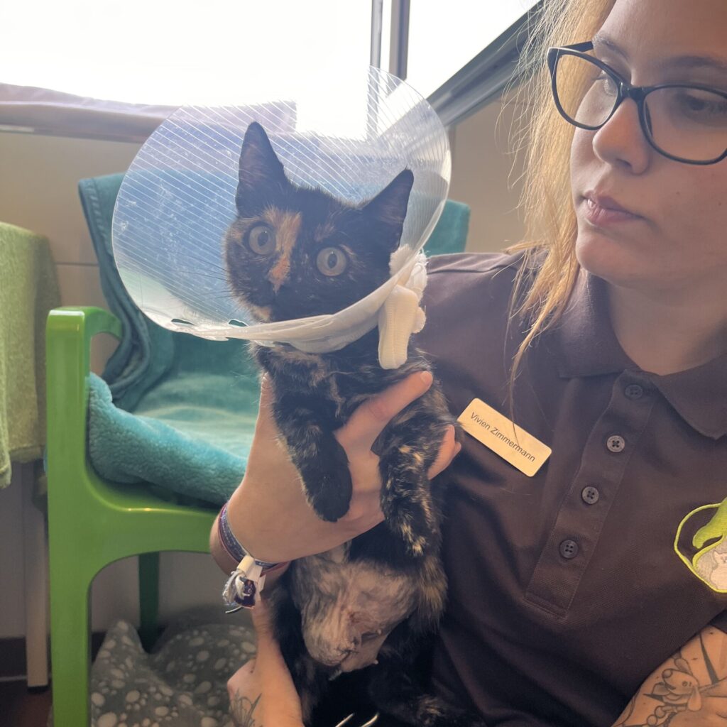 Katze Hedwig mit Halskragen nach ihrer Not-OP wird von einer Tierpflegerin im Arm gehalten
