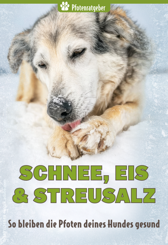 Hund leckt sich im Schnee die Pfote – Ratgeber zum Schutz vor Streusalz