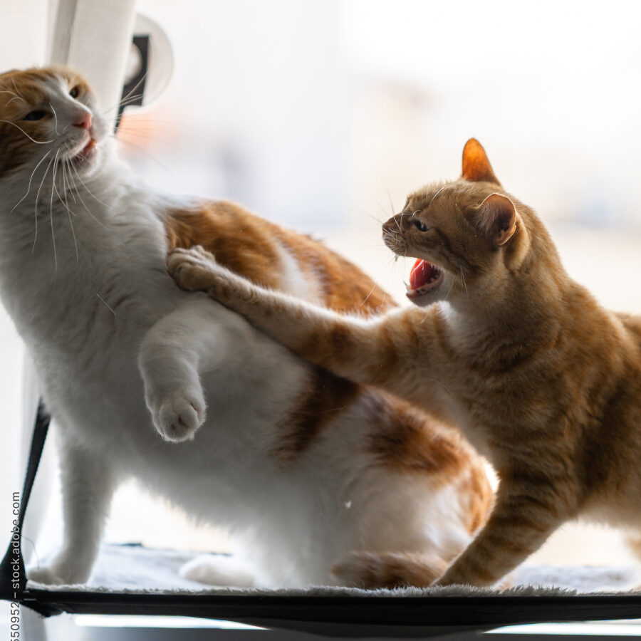 Zwei Katzen auf einer Liege, eine Katze faucht und hebt die Pfote zur Abwehr.