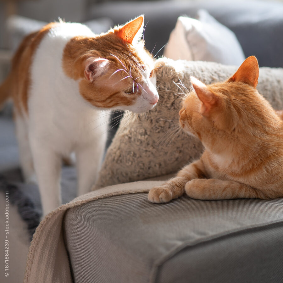 Zwei Katzen in einem Wohnzimmer, sie nähern sich und beschnuppern sich an der Sofakante.