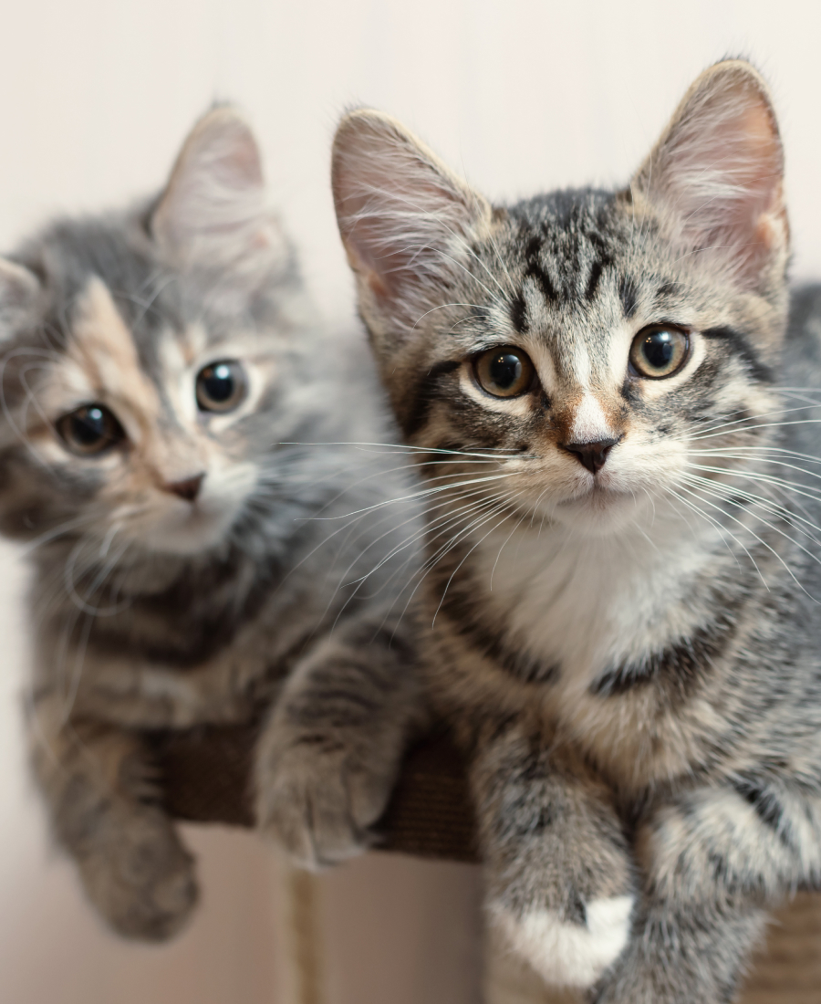 Zwei junge Katzen sitzen auf einem Kratzbaum, ein getigertes Kätzchen im Vordergrund blickt in die Kamera.