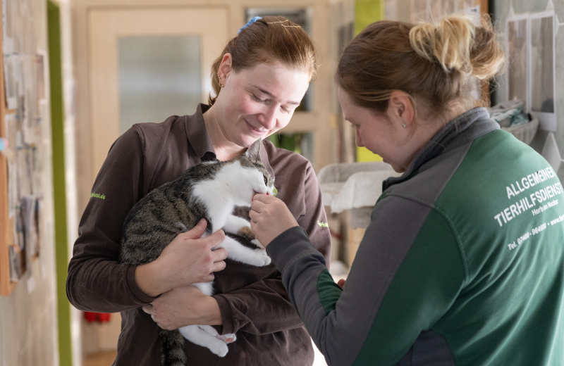 Katzenpflege im Tierheim Pflegerinnen versorgen eine Katze im Tierheimflur